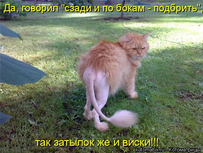 Да, говорил "сзади и по бокам - подбрить", так затылок же и виски!!!... Котоматрица: Да, говорил "сзади и по бокам - подбрить", так затылок же и виски!!!