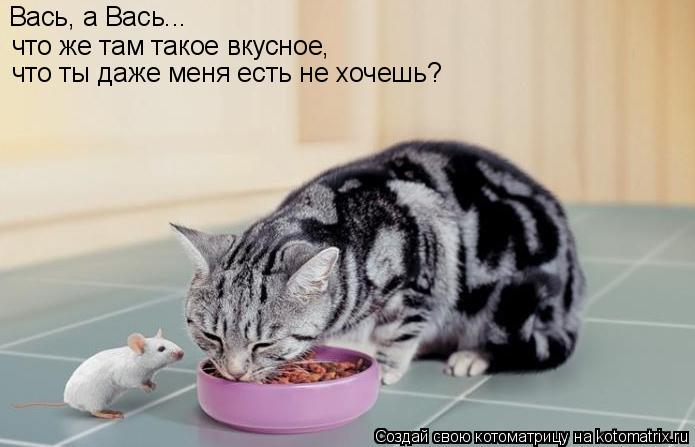 Котоматрица: Вась, а Вась... что же там такое вкусное, что же там такое вкусное, Вась, а Вась... что ты даже меня есть не хочешь?