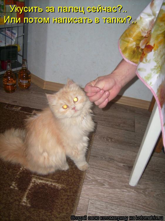 Укусить за палец сейчас?.. Или потом написать в тапки?..... Котоматрица: Укусить за палец сейчас?.. Или потом написать в тапки?..