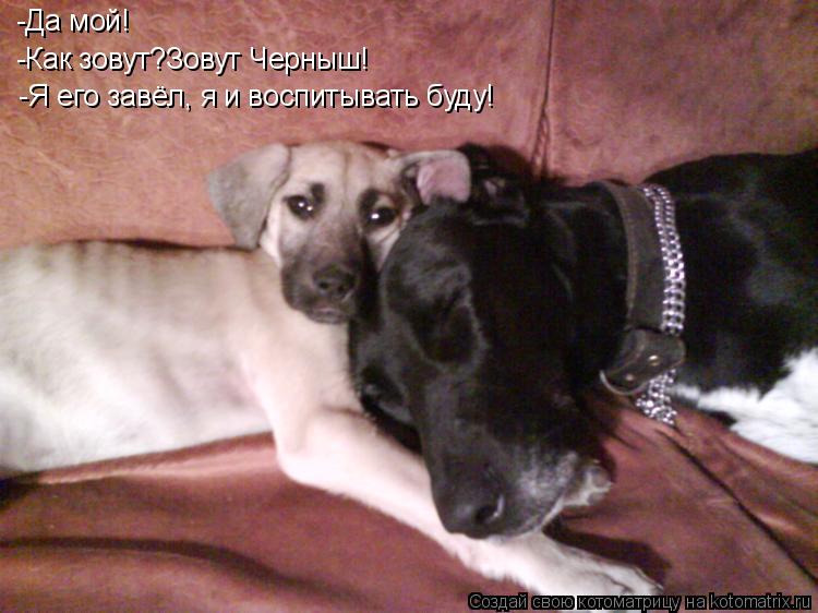 Котоматрица: -Да мой! -Как зовут?Зовут Черныш! -Я его завёл, я и воспитывать буду!