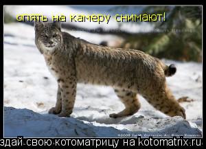 Котоматрица: опять на камеру снимают!