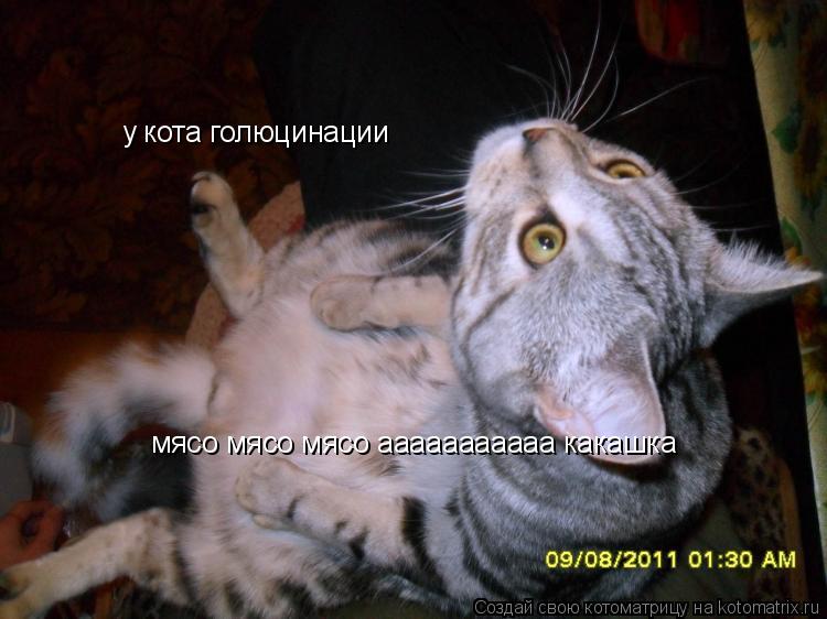Котоматрица: у кота голюцинации мясо мясо мясо ааааааааааа какашка