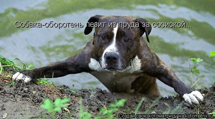 Котоматрица: Собака-оборотень лезит из пруда за сосиской...