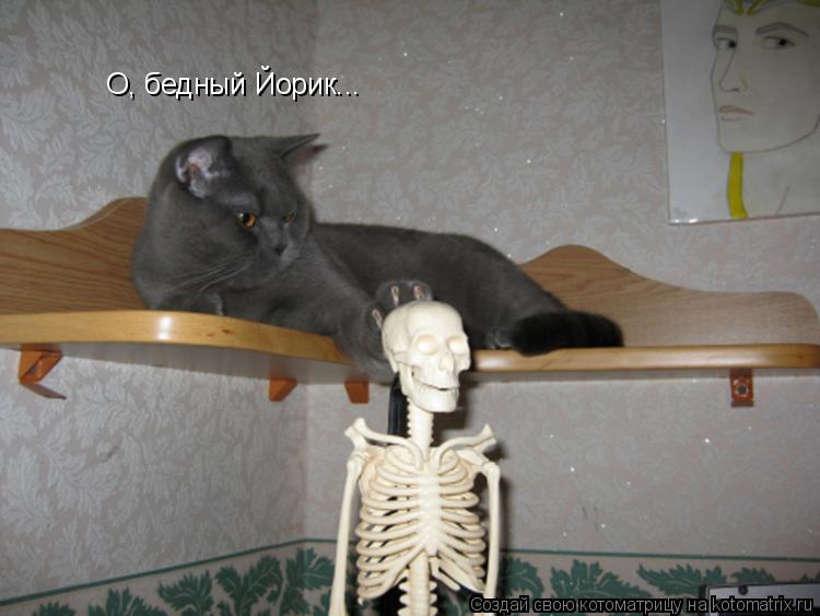 Котоматрица: О, бедный Йорик...