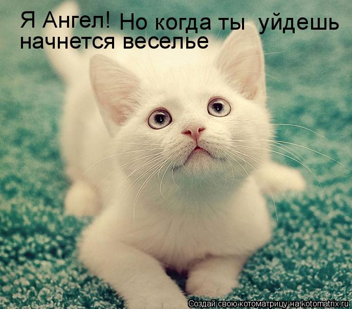 Я Ангел! Но когда ты уйдешь начнется веселье... Котоматрица: Я Ангел! Но когда ты уйдешь начнется веселье