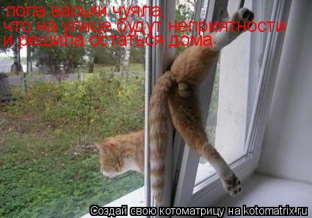 попа васьки чуяла, что на улице будут неприятности и решила остаться дома... Котоматрица: попа васьки чуяла, что на улице будут неприятности и решила остаться дома