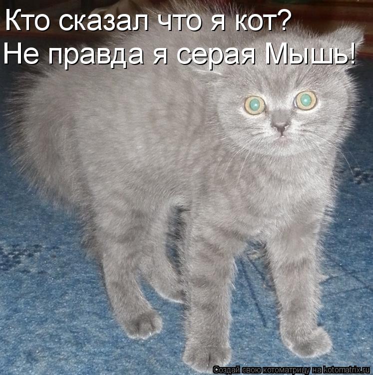 Кто сказал что я кот? Не правда я серая Мышь!... Котоматрица: Кто сказал что я кот? Не правда я серая Мышь!