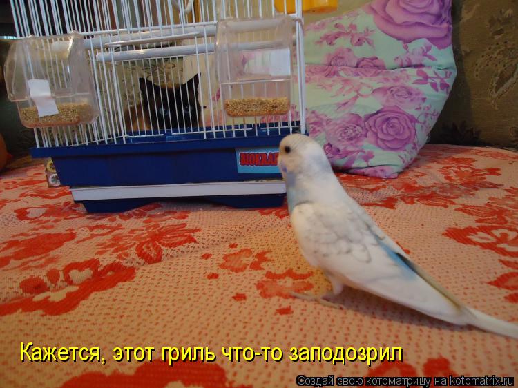 Кажется, этот гриль что-то заподозрил... Котоматрица: Кажется, этот гриль что-то заподозрил