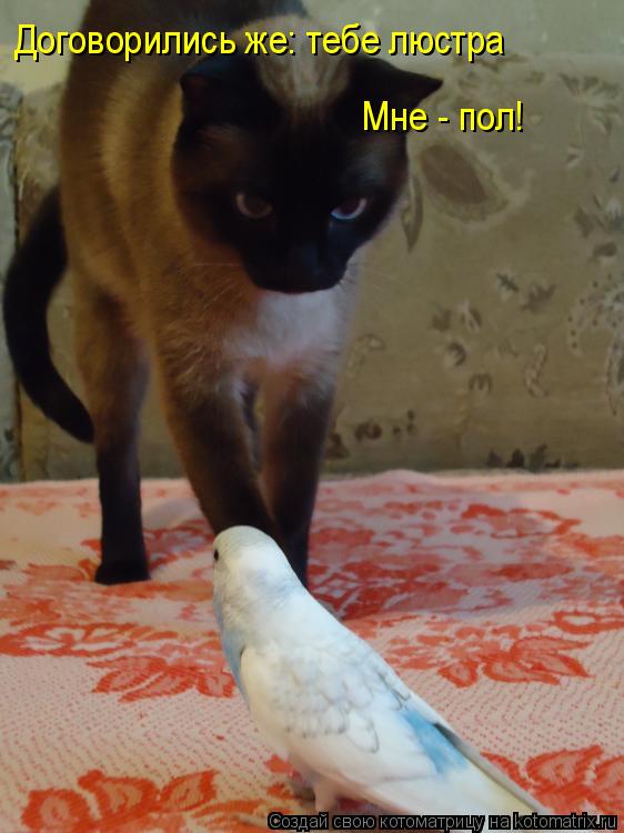 Договорились же: тебе люстра Договорились же: тебе люстра Мне - пол!... Котоматрица: Договорились же: тебе люстра Договорились же: тебе люстра Мне - пол!