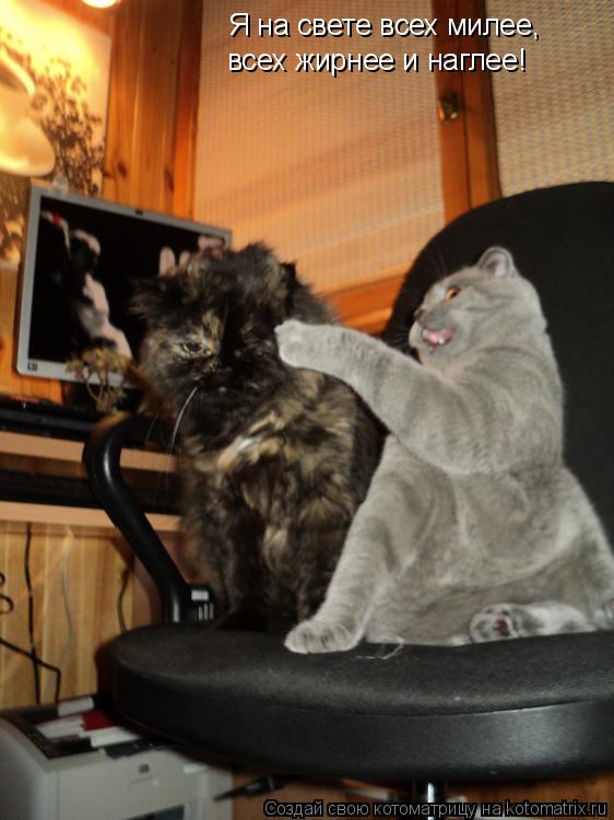 Я на свете всех милее, всех жирнее и наглее!... Котоматрица: Я на свете всех милее, всех жирнее и наглее!