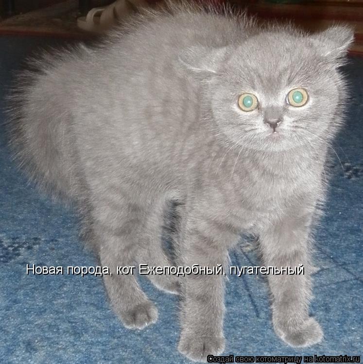 Новая порода, кот Ежеподобный, пугательный... Котоматрица: Новая порода, кот Ежеподобный, пугательный