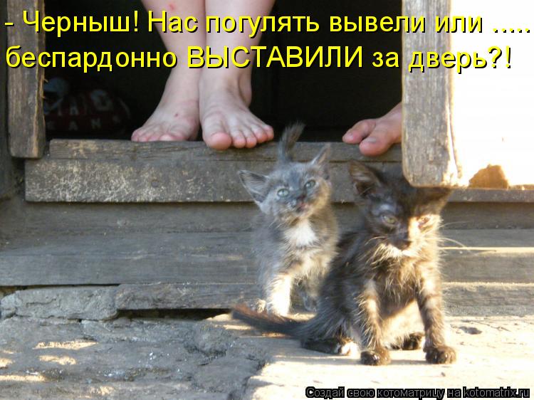 - Черныш! Нас погулять вывели или ..... беспардонно ВЫСТАВИЛИ за дверь?!... Котоматрица: - Черныш! Нас погулять вывели или ..... беспардонно ВЫСТАВИЛИ за дверь?!
