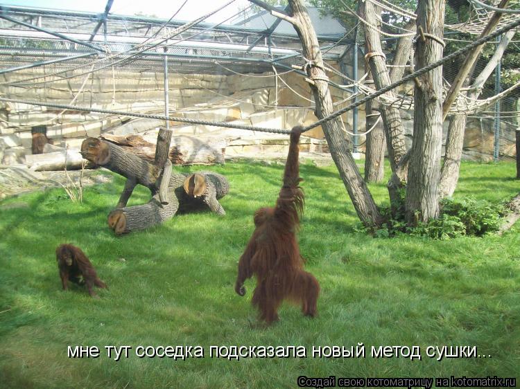 мне тут соседка подсказала новый метод сушки...... Котоматрица: мне тут соседка подсказала новый метод сушки...