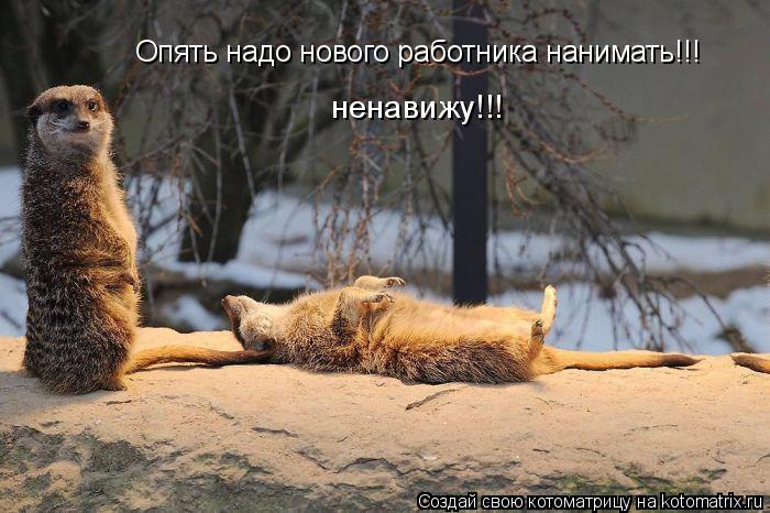 Опять надо нового работника нанимать!!! ненавижу!!!... Котоматрица: Опять надо нового работника нанимать!!! ненавижу!!!