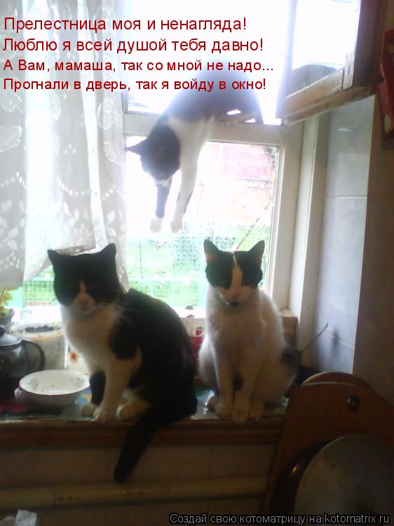Прогнали в дверь, так я войду в окно! А Вам, мамаша, так со мной не надо... Прелестница моя и ненаг... Котоматрица: Прогнали в дверь, так я войду в окно! А Вам, мамаша, так со мной не надо... Прелестница моя и ненагляда! Люблю я всей душой тебя давно!