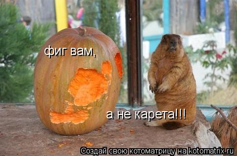 фиг вам, а не карета!!!... Котоматрица: фиг вам, а не карета!!!