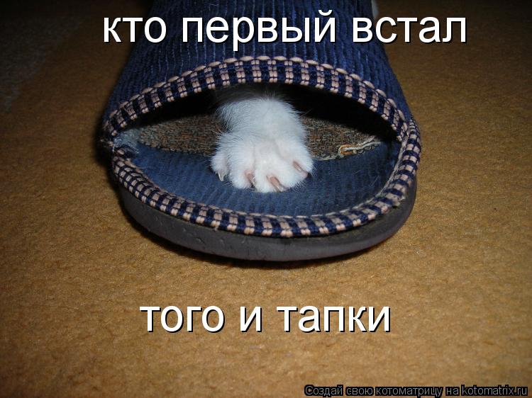 кто первый встал того и тапки... Котоматрица: кто первый встал того и тапки