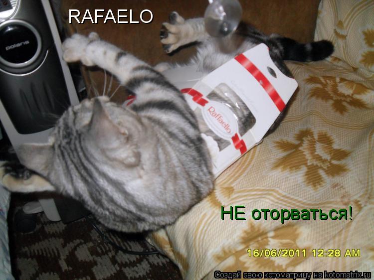 RAFAELO НЕ оторваться!... Котоматрица: RAFAELO НЕ оторваться!