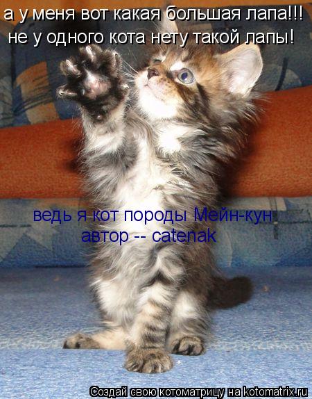 а у меня вот какая большая лапа!!! не у одного кота нету такой лапы! ведь я кот породы Мейн-кун автор... Котоматрица: а у меня вот какая большая лапа!!! не у одного кота нету такой лапы! ведь я кот породы Мейн-кун автор -- catenak