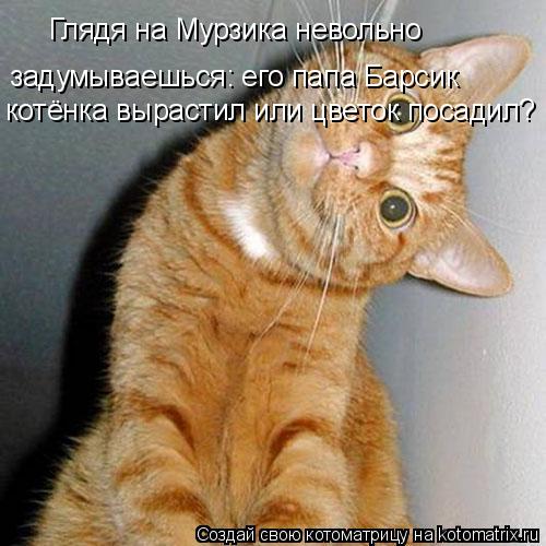Глядя на Мурзика невольно задумываешься: его папа Барсик котёнка вырастил или цветок посадил?... Котоматрица: Глядя на Мурзика невольно задумываешься: его папа Барсик котёнка вырастил или цветок посадил?