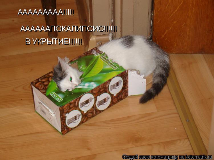 ААААААААА!!!!! ААААААПОКАЛИПСИС!!!!!! В УКРЫТИЕ!!!!!!... Котоматрица: ААААААААА!!!!! ААААААПОКАЛИПСИС!!!!!! В УКРЫТИЕ!!!!!!