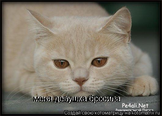 меня девушка бросила меня девушка бросила... Котоматрица: меня девушка бросила меня девушка бросила