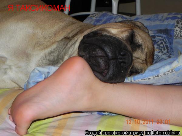 Котоматрица: Я ТАКСИКОМАН