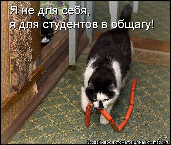 Котоматрица: Я не для себя,  я для студентов в общагу!