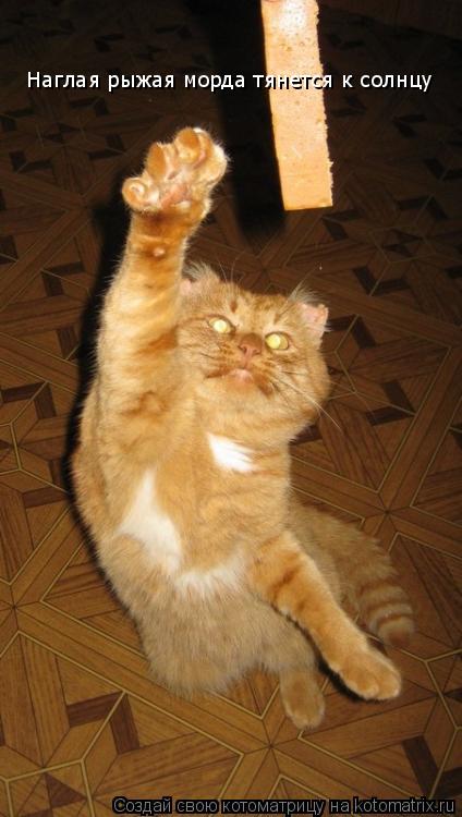 Котоматрица: Наглая рыжая морда тянется к солнцу