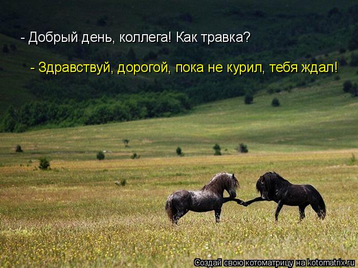 Котоматрица: - Добрый день, коллега! Как травка? - Здравствуй, дорогой, пока не курил, тебя ждал!