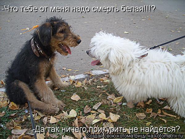 Котоматрица: -Что тебе от меня надо смерть белая!!!? -Да так ничего,прикурить не найдётся?