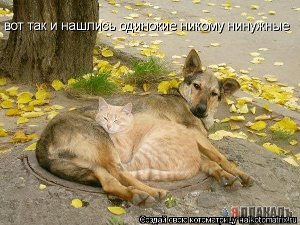 Котоматрица: вот так и нашлись одинокие никому нинужные