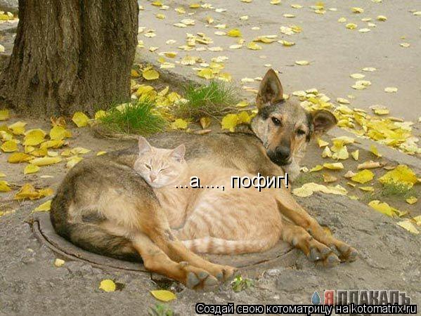 ...а...., пофиг!... Котоматрица: ...а...., пофиг!