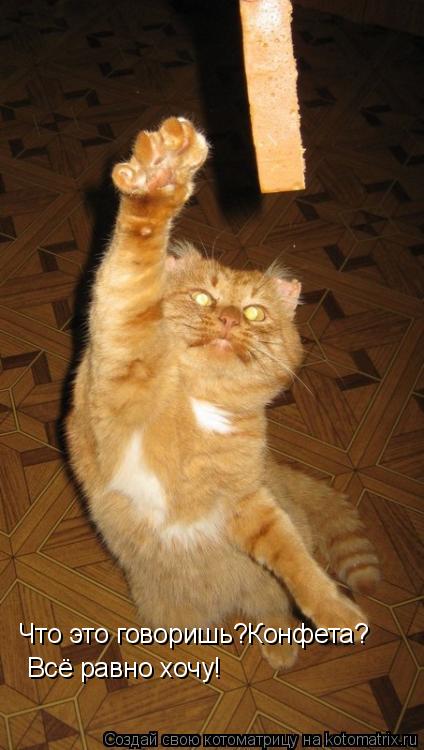 Котоматрица: Что это говоришь?Конфета? Всё равно хочу!