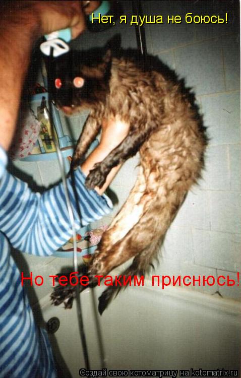 Котоматрица: Нет, я душа не боюсь! Но тебе таким приснюсь!