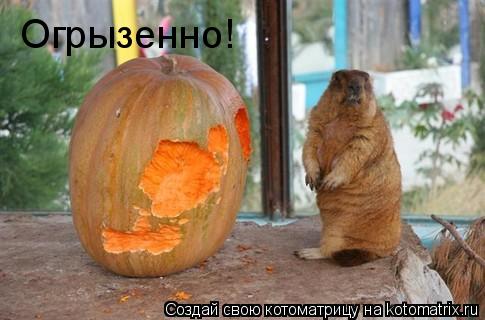 Котоматрица: Огрызенно!