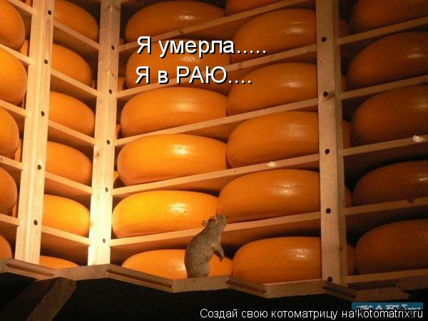 Котоматрица: Я умерла..... Я в РАЮ....