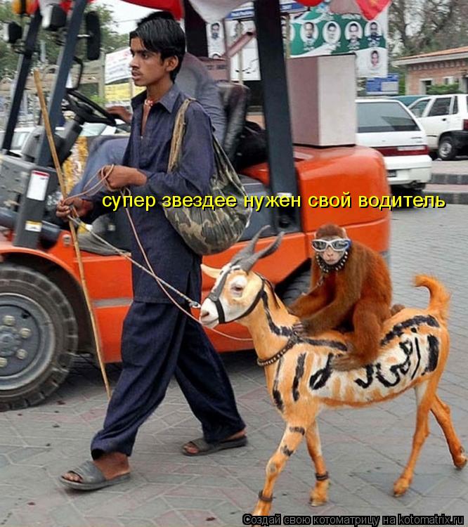 Котоматрица: супер звездее нужен свой водитель