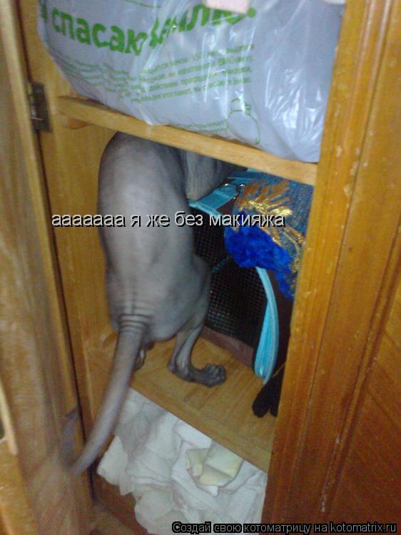 Котоматрица: ааааааа я же без макияжа ааааааа я же без макияжа