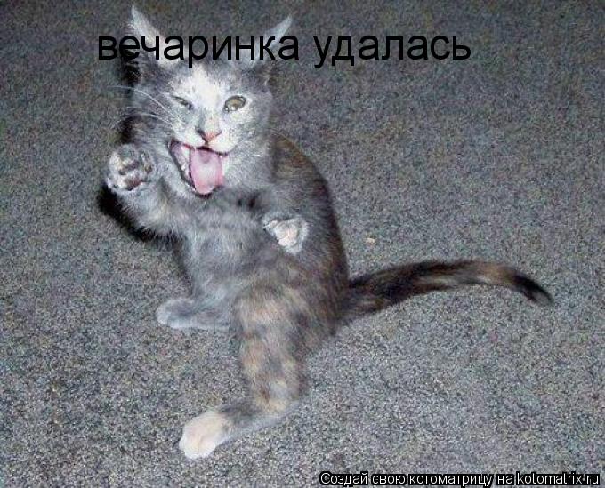 Котоматрица: вечаринка удалась