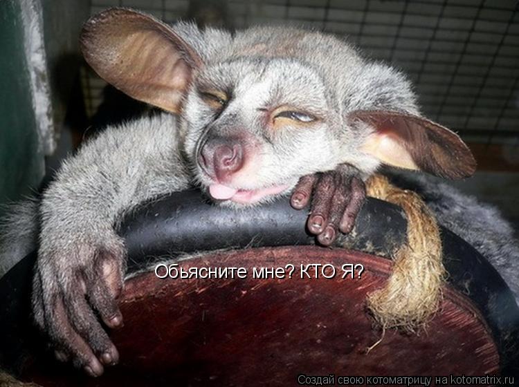 Котоматрица: Обьясните мне? КТО Я?