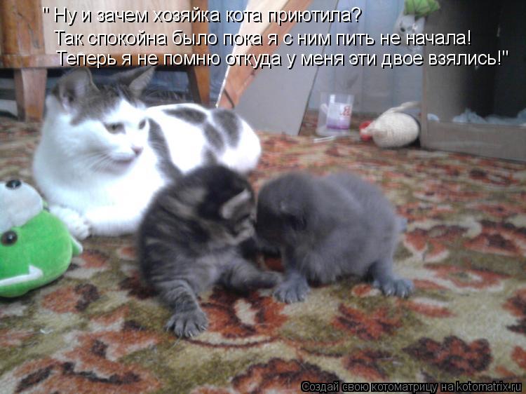 Котоматрица: " Ну и зачем хозяйка кота приютила? Так спокойна было пока я с ним пить не начала! Теперь я не помню откуда у меня эти двое взялись!"