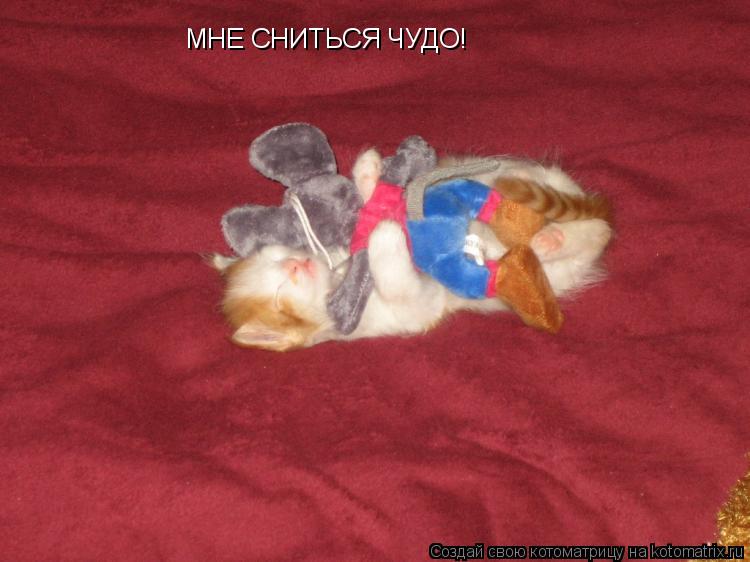 Котоматрица: МНЕ СНИТЬСЯ ЧУДО!