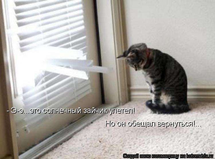 Котоматрица: - Э-э...это солнечный зайчик улетел!  Но он обещал вернуться!...