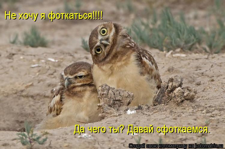 Котоматрица: Да чего ты? Давай сфоткаемся. Не хочу я фоткаться!!!!
