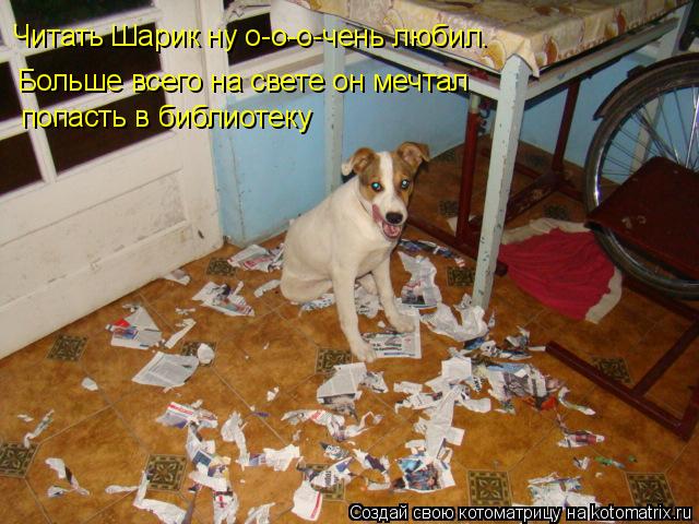 Котоматрица: Больше всего на свете он мечтал попасть в библиотеку Читать Шарик ну о-о-о-чень любил.