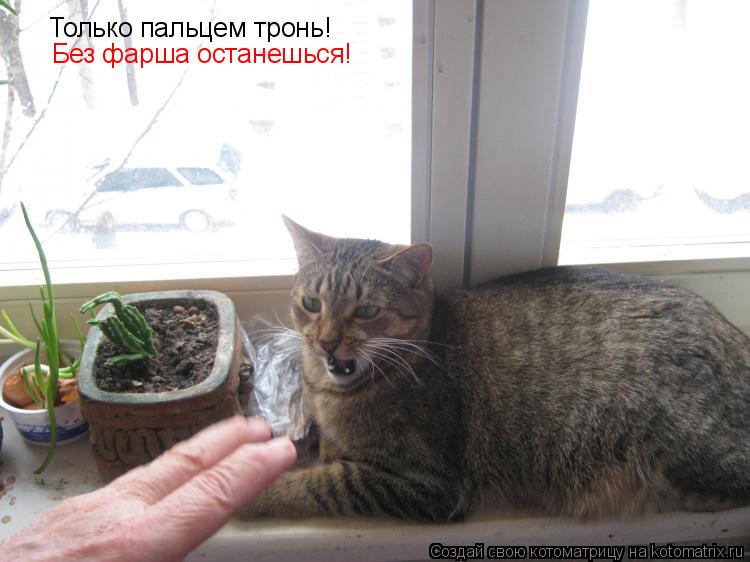 Котоматрица: Только пальцем тронь!  Без фарша останешься!