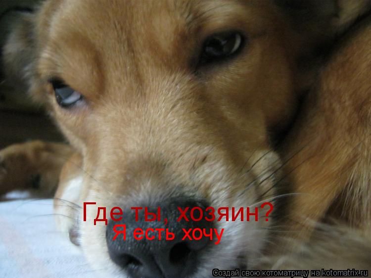 Котоматрица: Где ты, хозяин? Я есть хочу