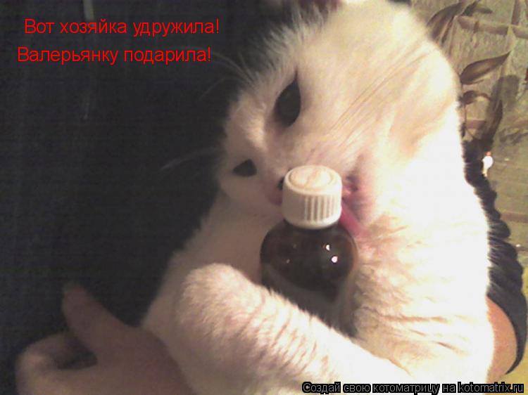 Котоматрица: Вот хозяйка удружила!  Валерьянку подарила!