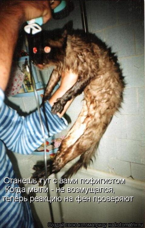 Котоматрица: Станешь тут с вами пофигистом Когда мыли - не возмущался,  теперь реакцию на фен проверяют